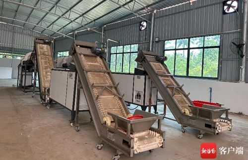 三軸同轉 文昌胡椒產業(yè)集群的機械化變革與礦物洗選啟示